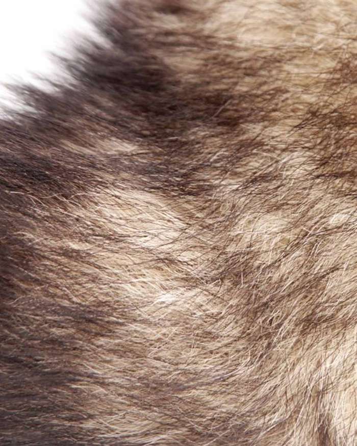 Master Series Untamed XL Fox Tail with Real Fur Metal Anal Plug